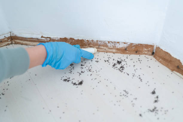 Best Wasp Removal Services  in Wadesboro, NC